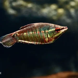 Ausverkauf Roter Schokoladengurami (Sphaerichthys vaillanti )